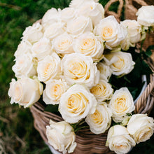 Exquisite Roses + Baby's Breath [Newsletter Exclusive]
